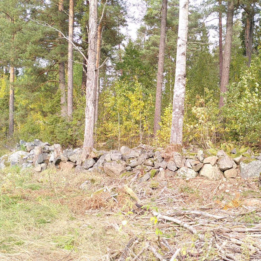 Röjning längst stenmur