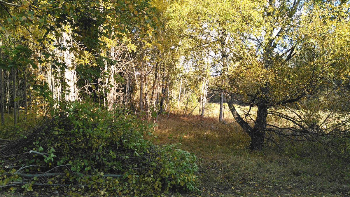 IMG_20241007_145924_1200