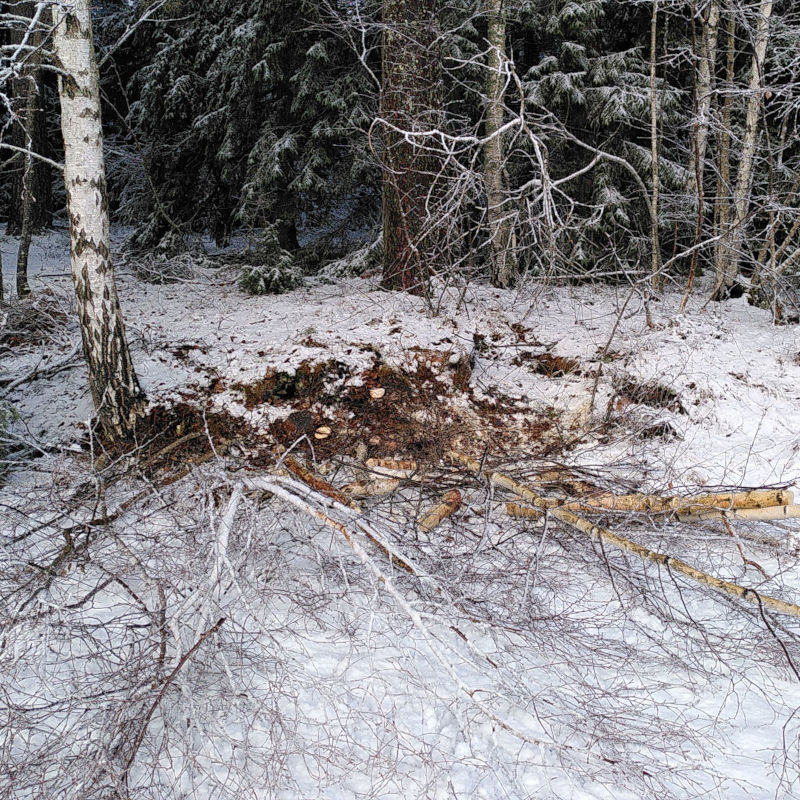Restaurering av skogsbryn