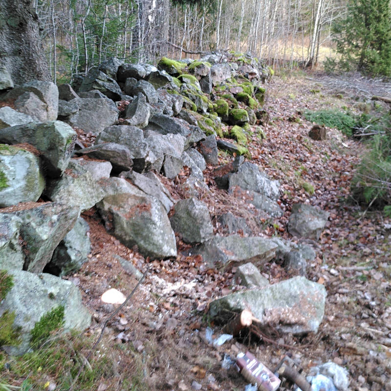 Röjning längst muren vid Rödknutsvreten