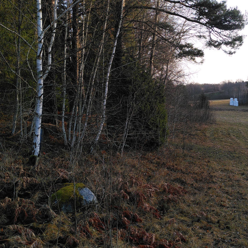 Restaurering av skogsbrynet vid Porsgärdet