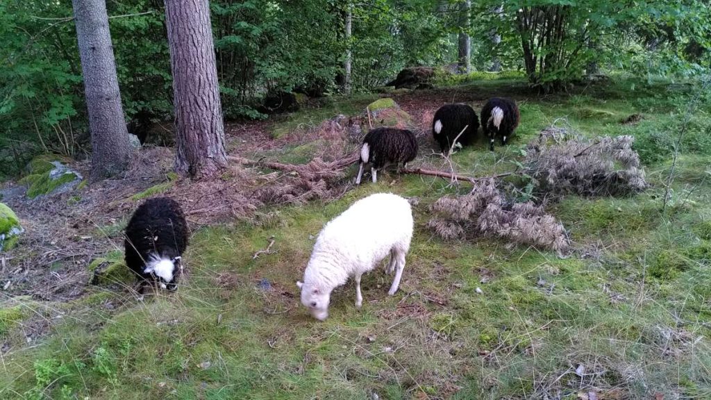 Ett vit får i förgrunden samt fyra svarta får som betar i ett skogsparti.