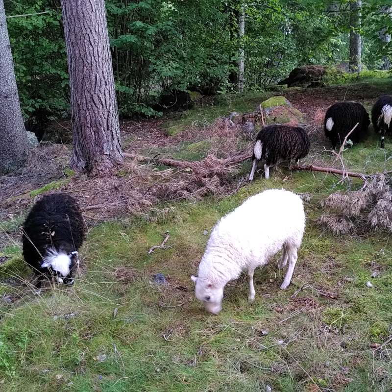 Ett vit får i förgrunden samt fyra svarta får som betar i ett skogsparti.